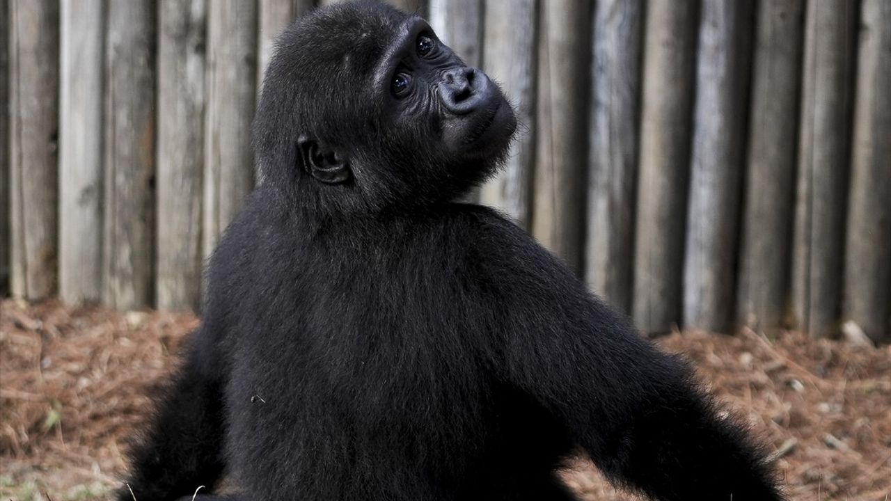 Goril Yavrusu Zeytin Nijerya'ya Geri Dönüyor