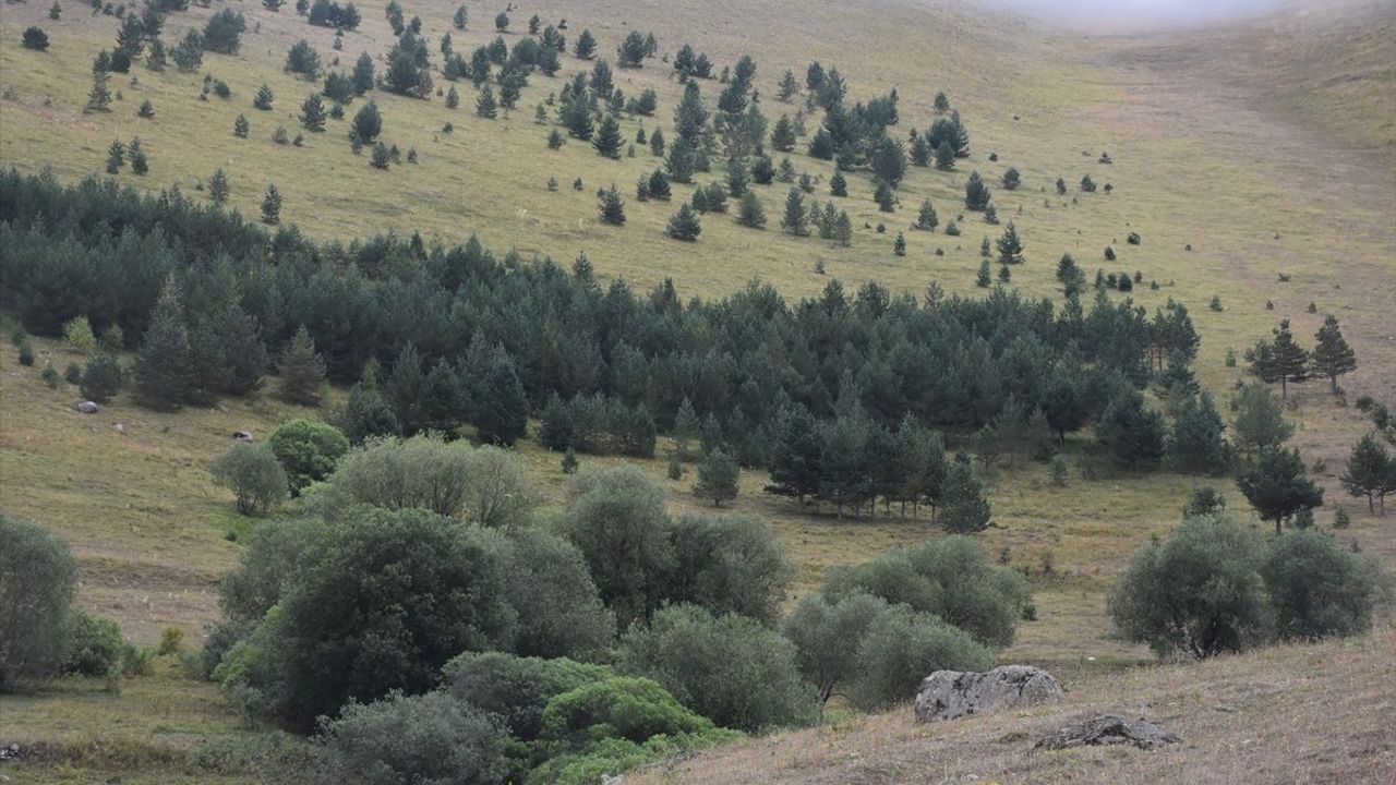 Gümüşhane'de Ali Ural 40 Yılda 50 Bini Aşkın Fidan Dikti