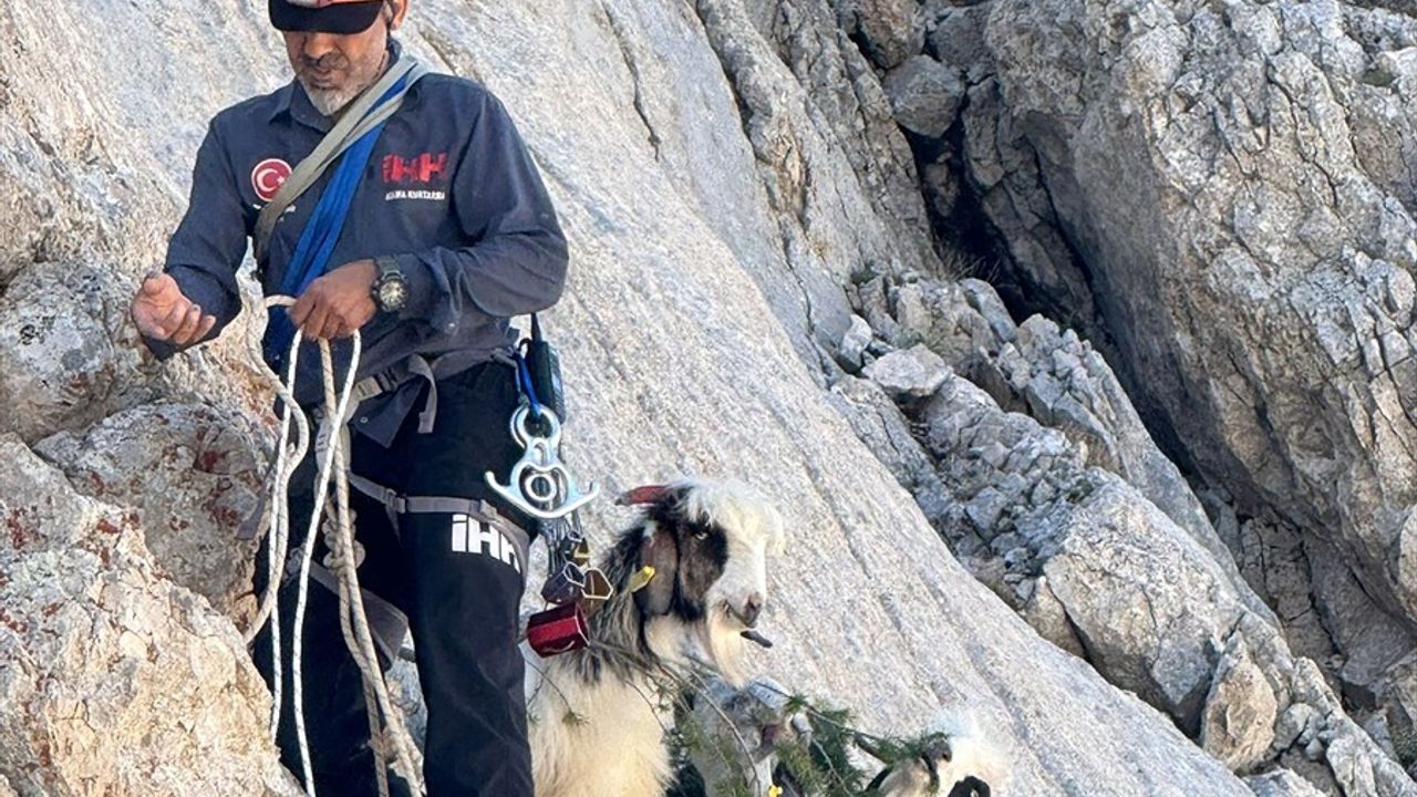 Gündoğmuş'ta Mahsur Kalan 5 Keçi İHH Alanya Tarafından Kurtarıldı