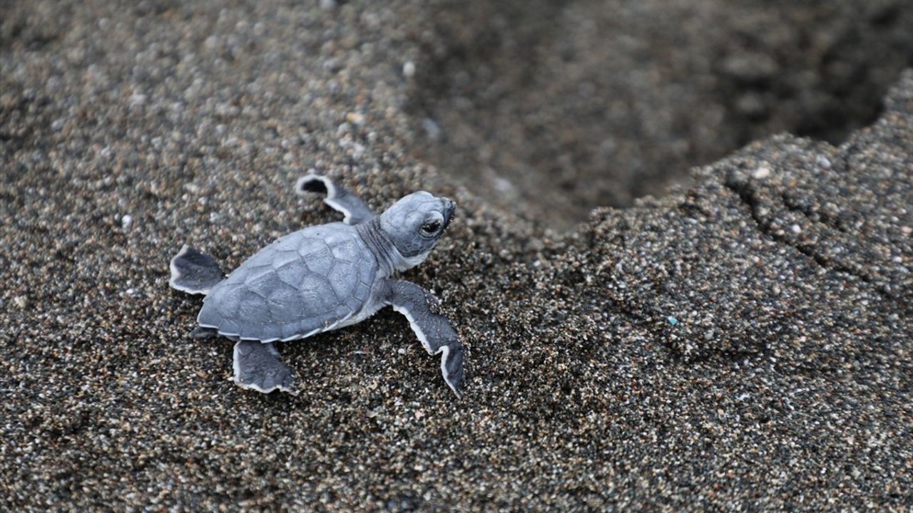 Hatay'da Deniz Kaplumbağası Yavrularının Korunması İçin Temizlik Çalışması