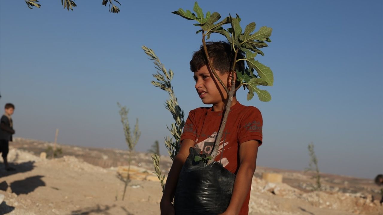 İdlib'de Kayıplar İçin 500'den Fazla İncir Fidanı Dikildi