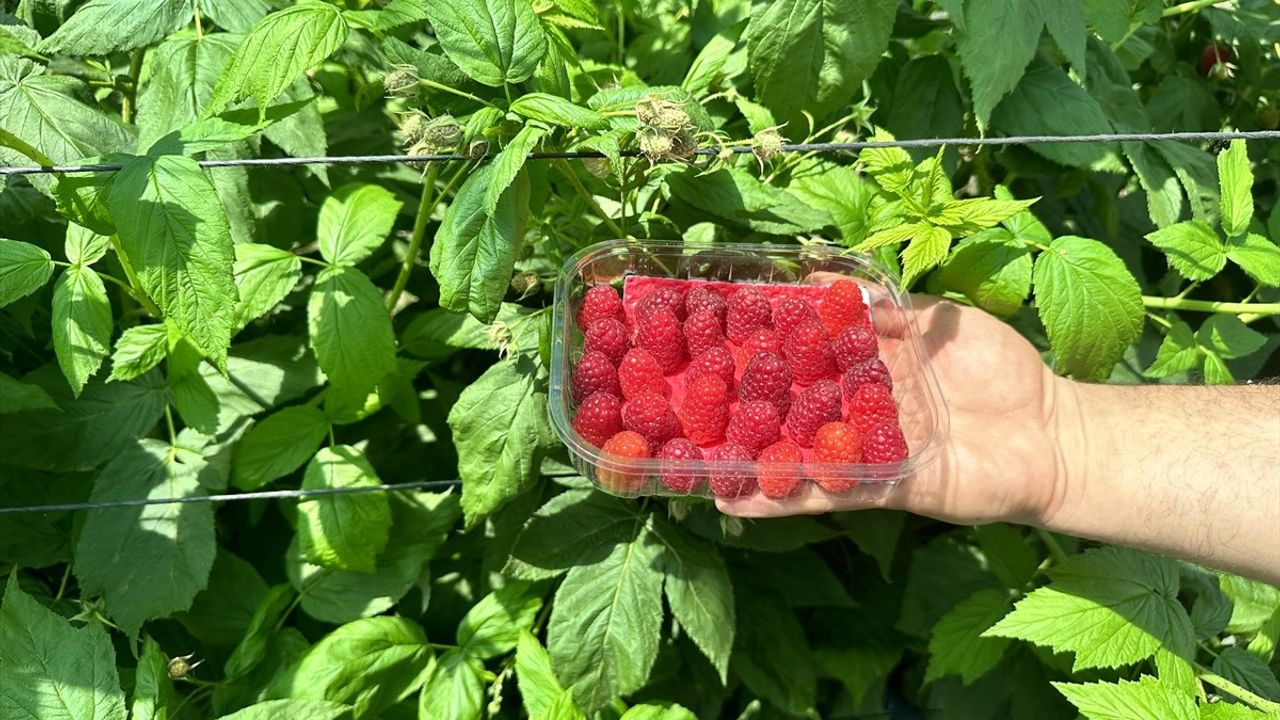 Isparta Aksu'da Ahududu Hasadı Yaygınlaşıyor