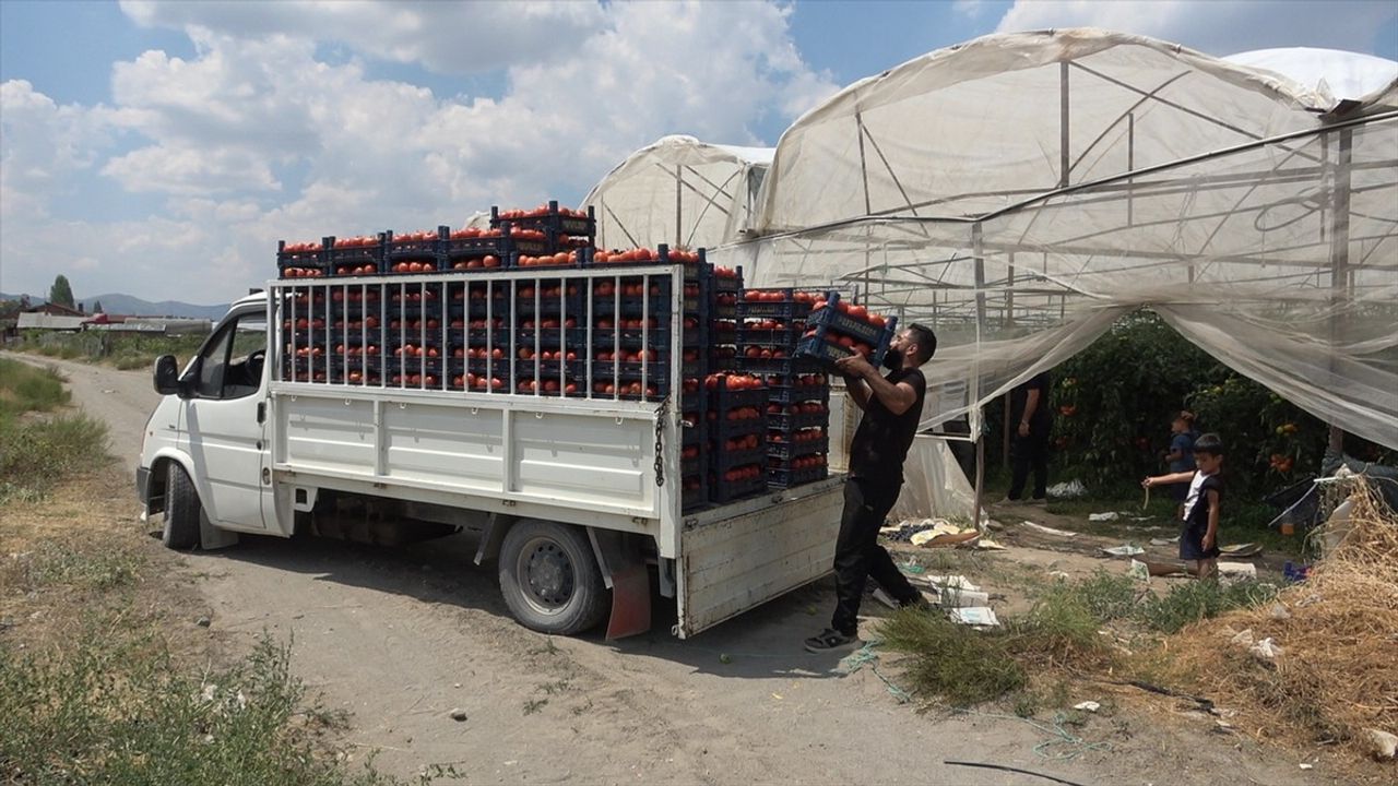 Isparta'da Domates Hasadı Başladı: Üretim Artışı ve İhracat