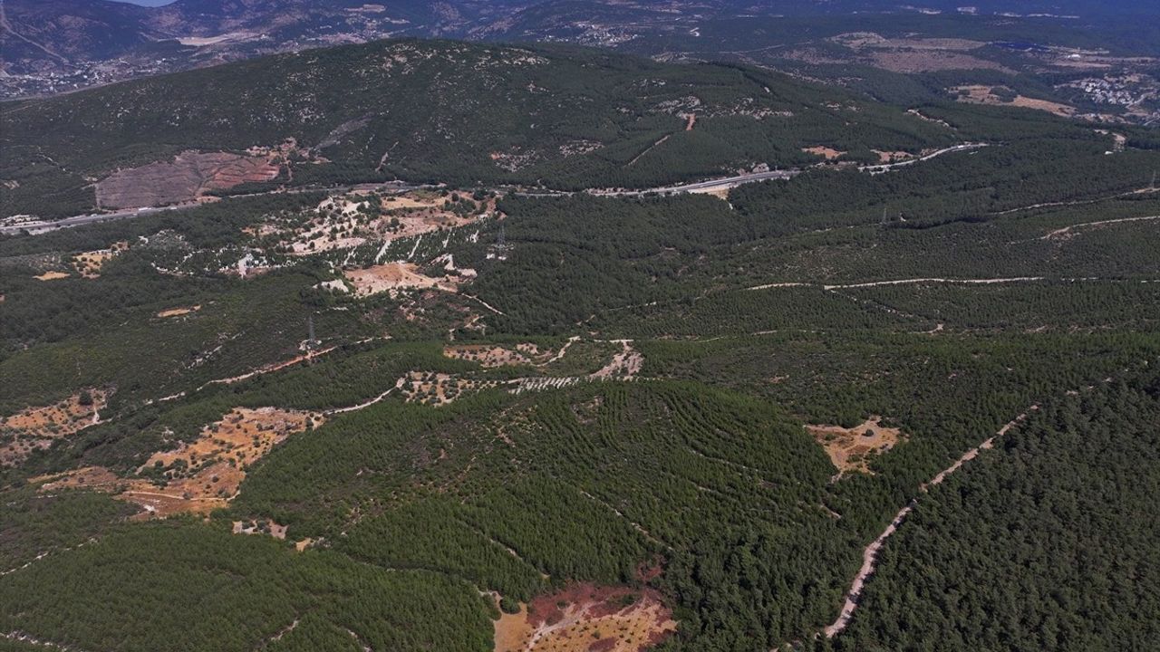 İzmir'in Yanmış Ormanı 16 Yıl Sonra Yeniden Yeşerdi