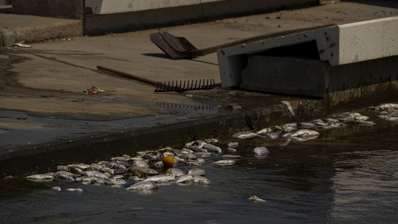 İzmir Körfezi'nde Balık Ölümleri Yeniden Başladı