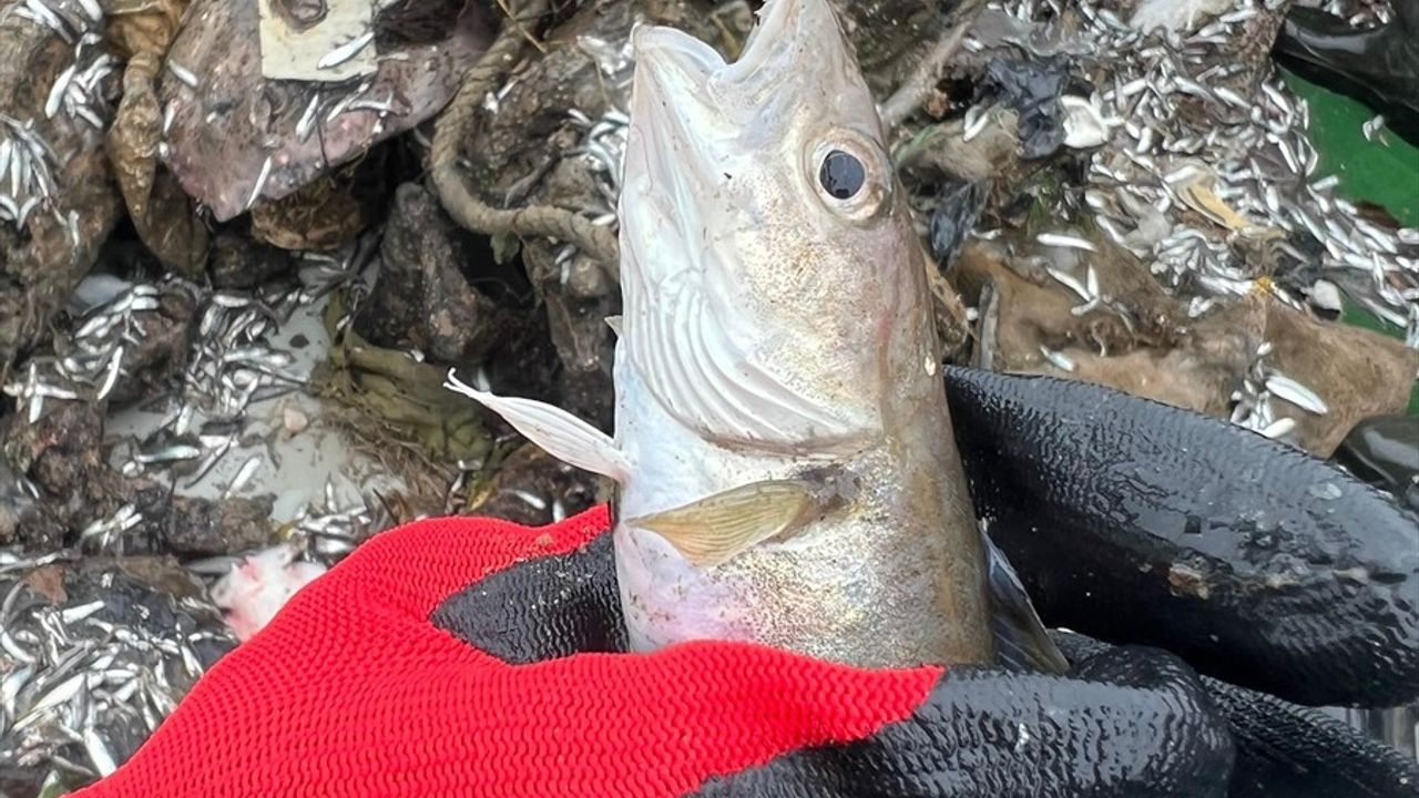 Karadeniz'de 6 Ticari Balıkta Mikroplastik Tespiti: Dip Türlerinde Balık Başına 12 Adet