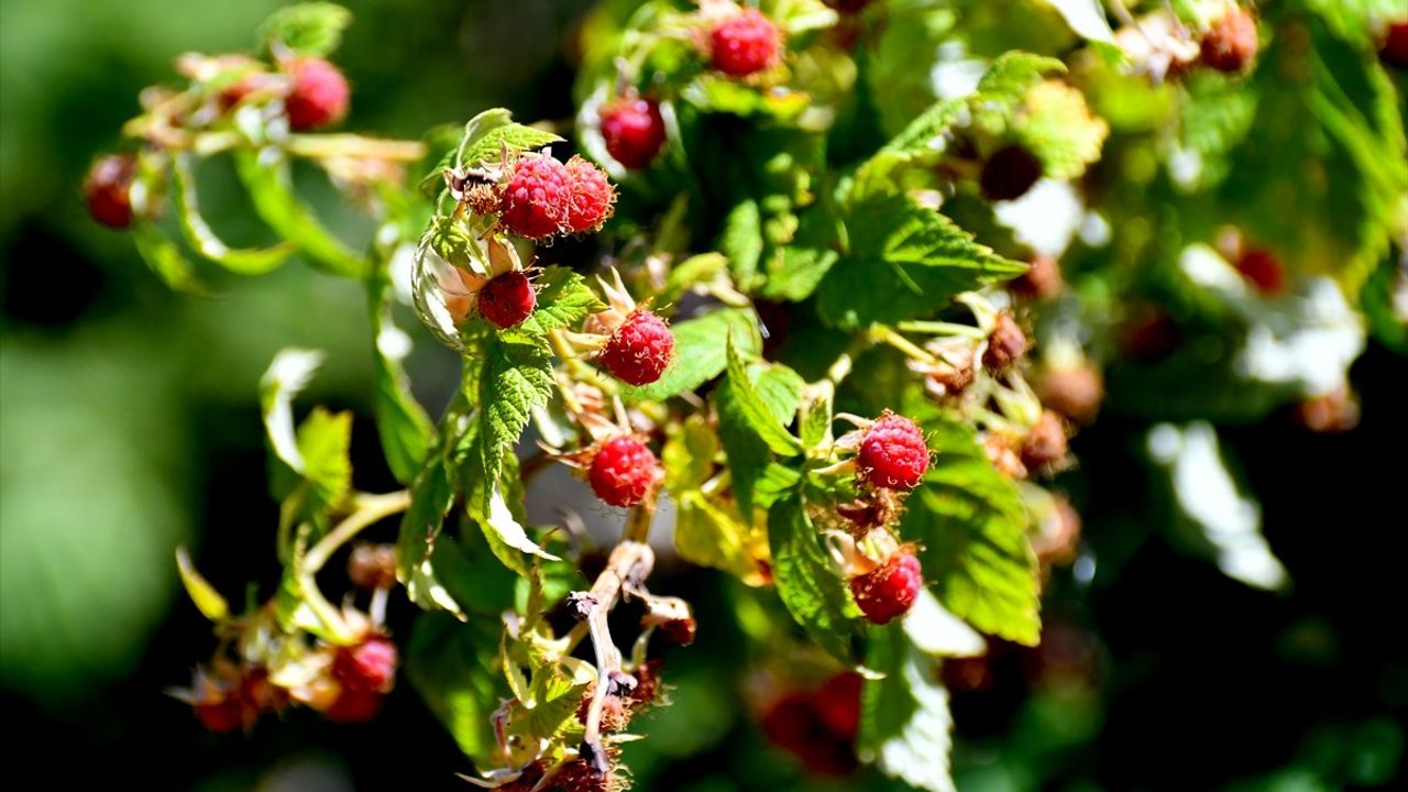 Kars Sarıkamış'ta Dağ Çileği (Böğürtlen) Sezonu Başladı