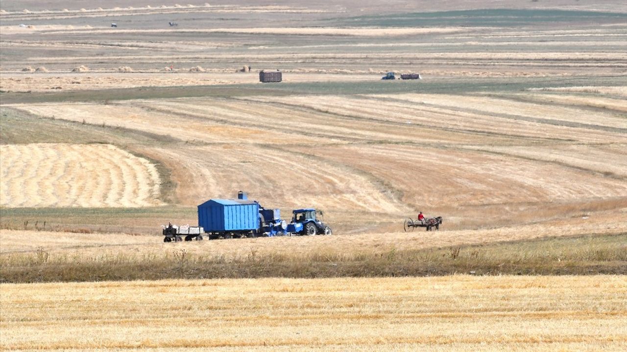 Kars Sarıkamış'ta Son Buğday Hasadı: 50-55 Bin Ton Beklentisi