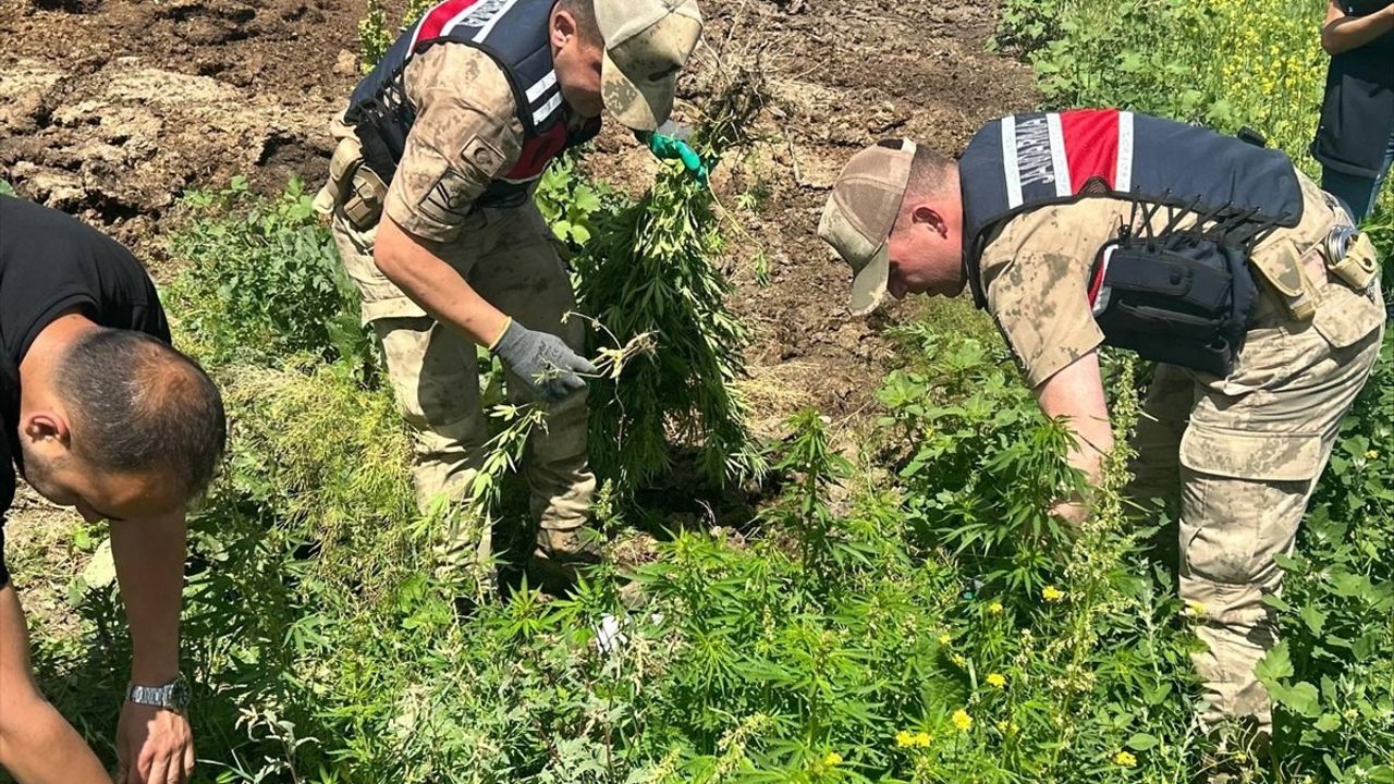 Kars'ta 42 Bin 658 Kök Hint Keneviri Ele Geçirildi