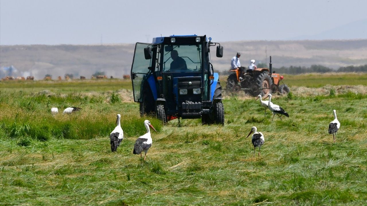 Kars'ta Çiftçiler Hasada Başladı, Leylekler Çayırlarda Yerini Aldı
