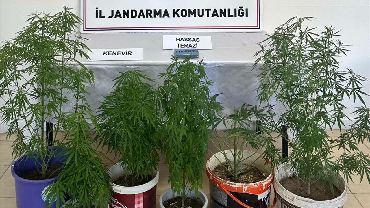 Kayseri'de Kenevir Yetiştiren Şüpheli Yakalandı
