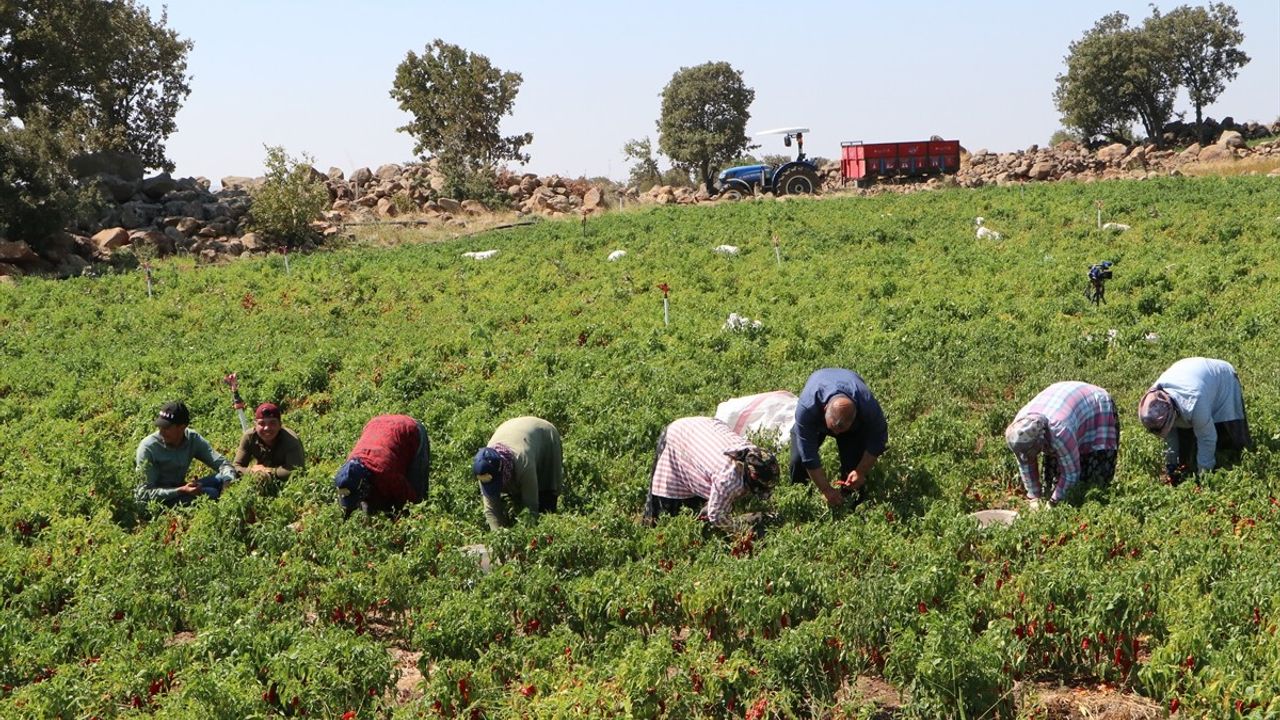 Kilis'te kırmızı biber hasadı başladı: 53 bin dekarda kurutma ve satış