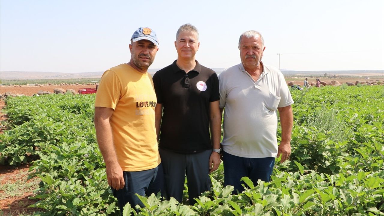 Kilis'te Ünlü Zabaran Patlıcanının Hasadı Başladı