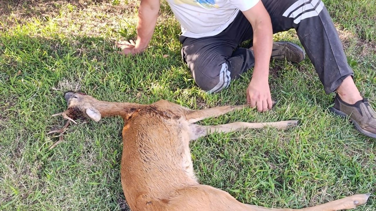 Kırklareli'de Yaralı Karaca Gökyaka'da Tedaviye Alındı