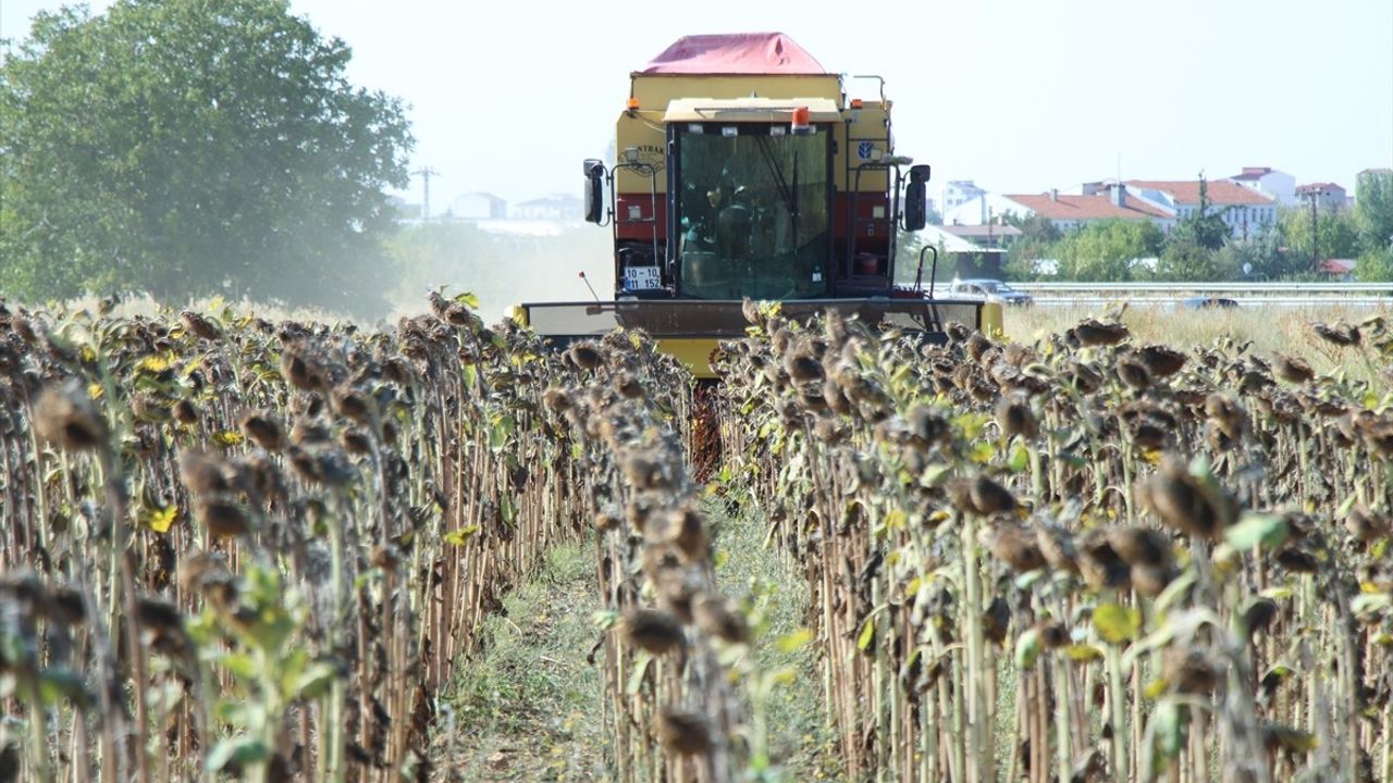 Kırklareli'nde Ayçiçeği Hasadı Sürüyor: Verimde Yaklaşık %50 Düşüş