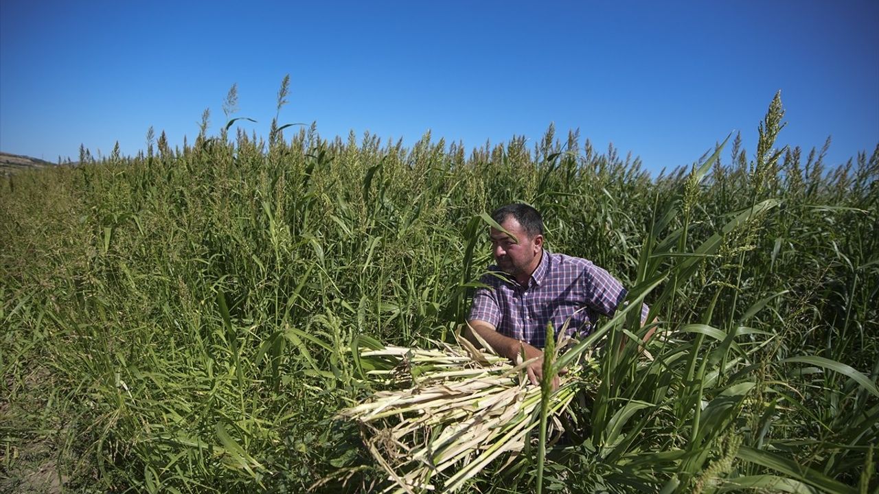 Kuraklık İzmir'de Besicileri Sorgum Sudan Otuna Yöneltti