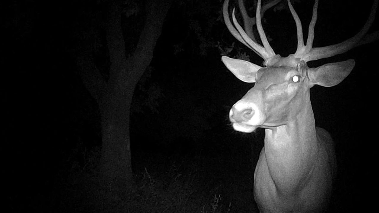 Kütahya'da Hobi Bahçesine Giren Geyik Fotokapanla Görüntülendi