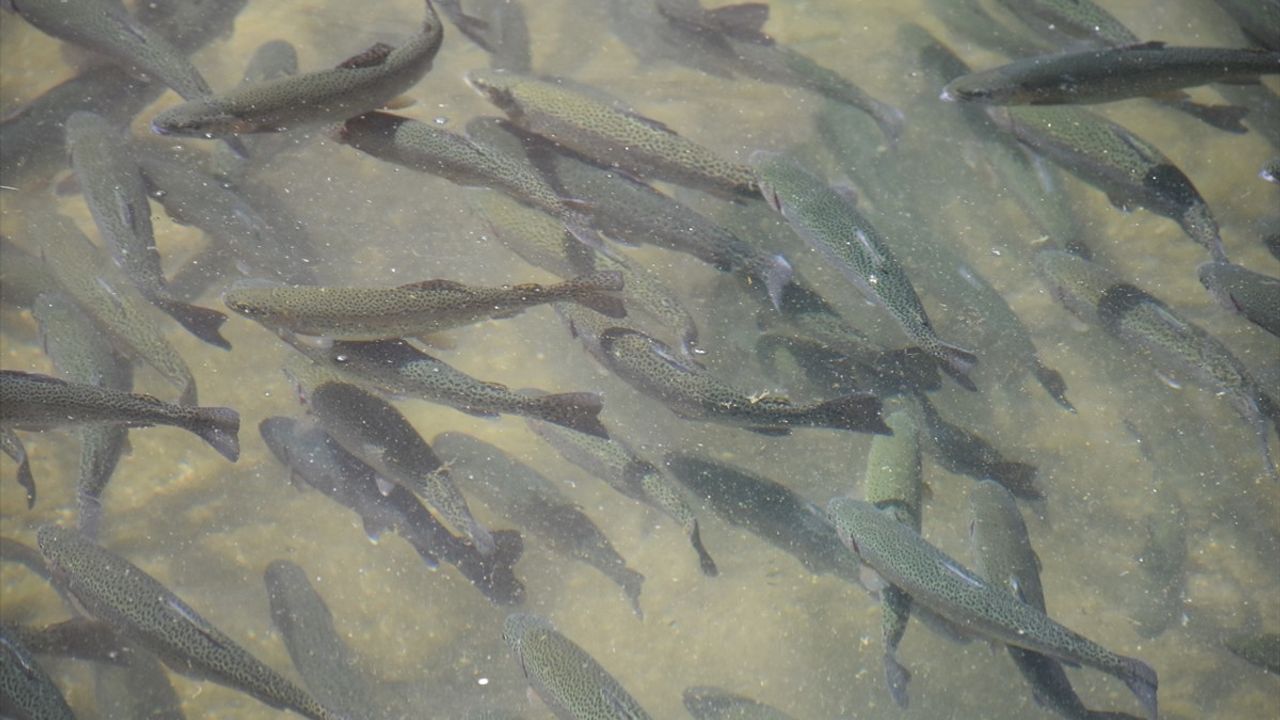 Malatya'da Alabalık Üretim Tesisi Sayısı Devlet Desteği ile Artıyor