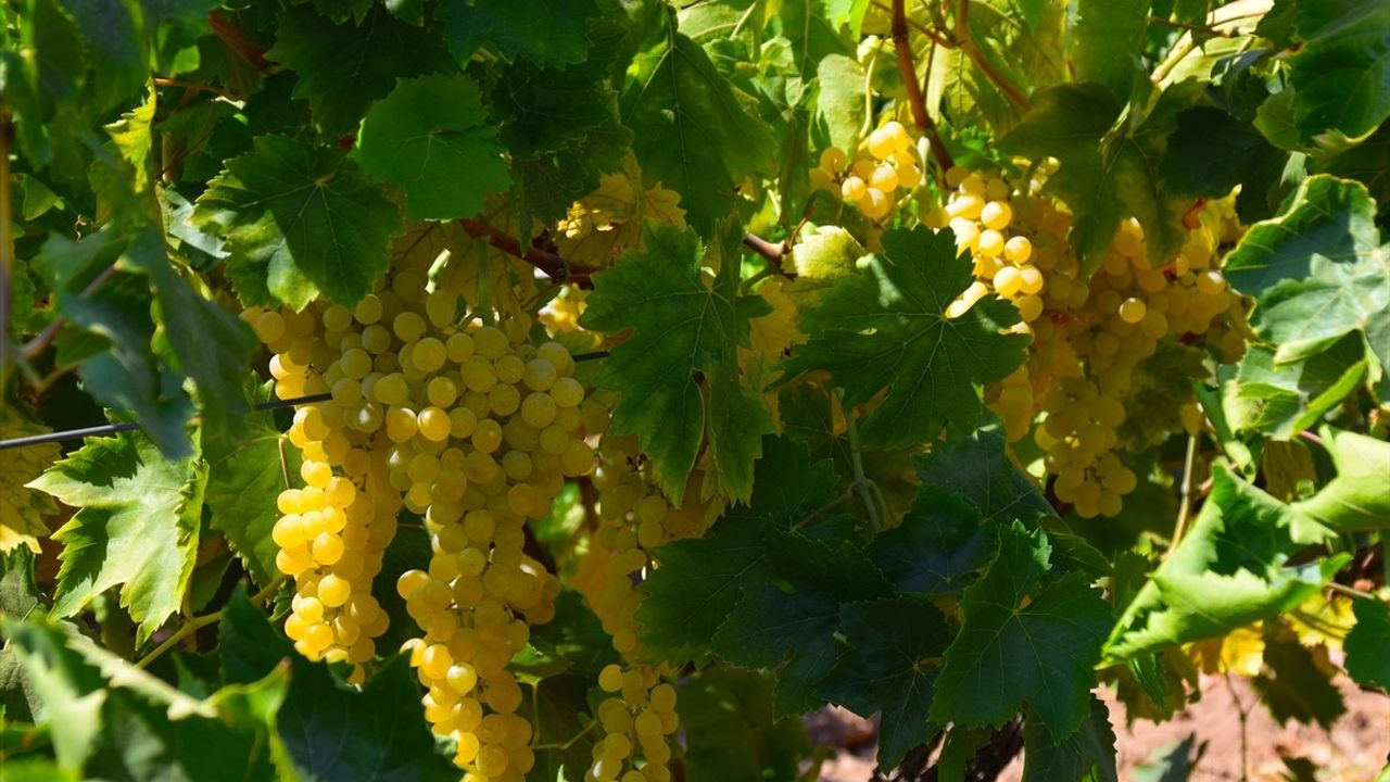 Manisa'da Sultani çekirdeksiz üzümün hasat ve kurutma mesaisi başladı