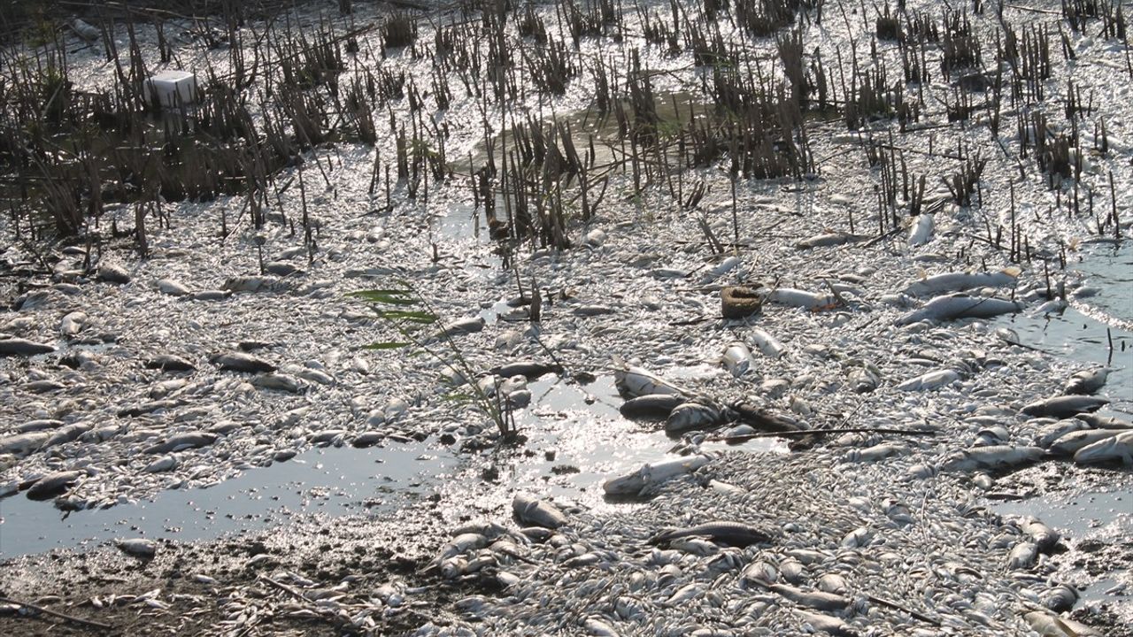 Manyas Gölü'nde Balık Ölümleri Üzerine İnceleme Başlatıldı