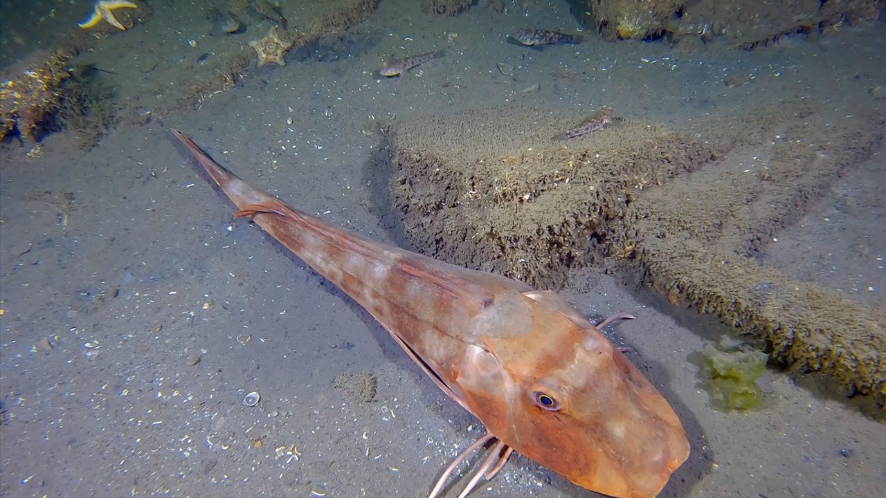 Marmara Depremi'nin Merkez Üssü Gölcük'te 'Batık Şehir' Deniz Dibinde Görüntülendi