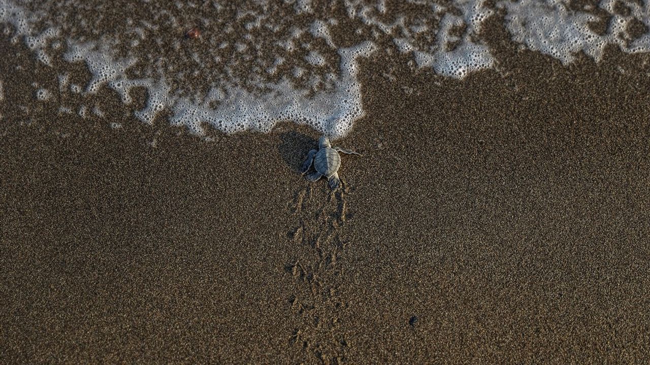 Mersin Davultepe'de Yeşil Deniz Kaplumbağası Yavruları Denizle Buluşuyor