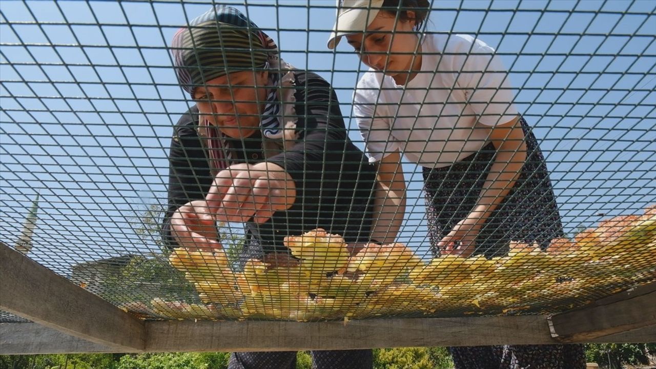 Mersin Mut'ta Beyaz İncir Hasadı Sürüyor — 10 Bin Ton Rekolte Bekleniyor