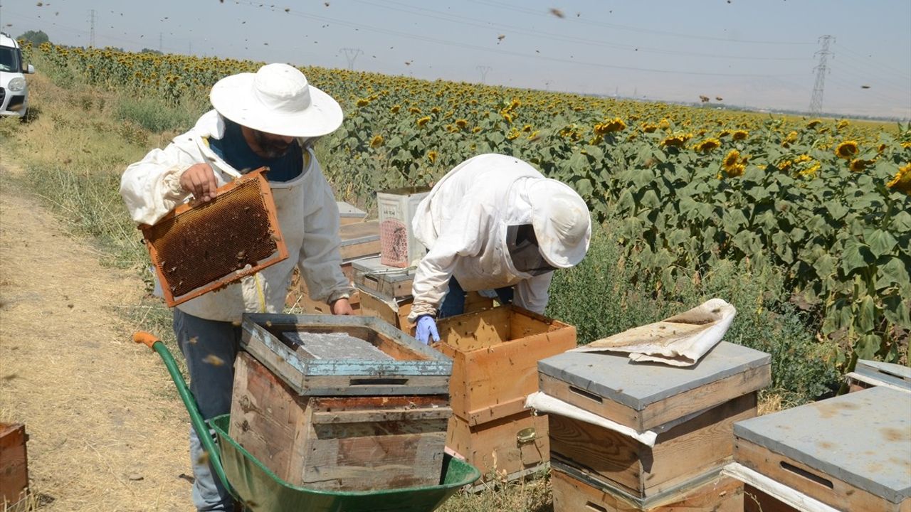 Muş Alparslan Üniversitesi'nde Bal Hasadı Coşkusu Başladı