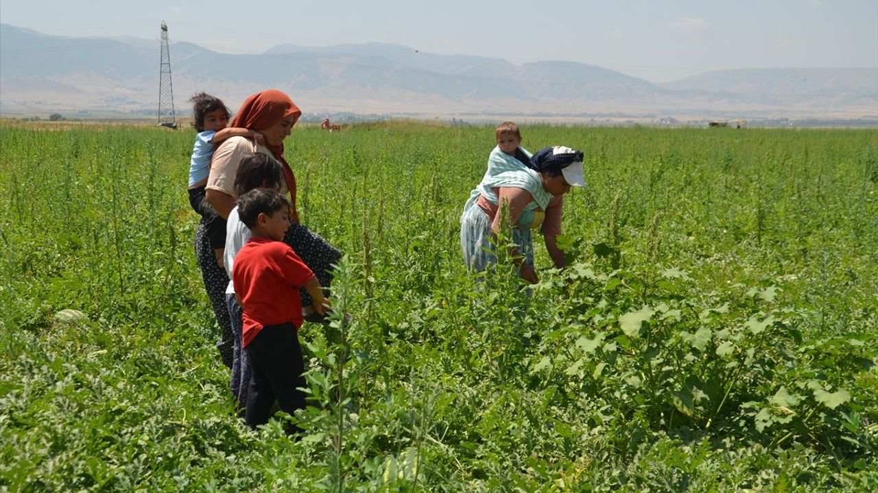 Muş Ovası'nda Kadın İşçilerin Zorlu Karpuz Hasadı