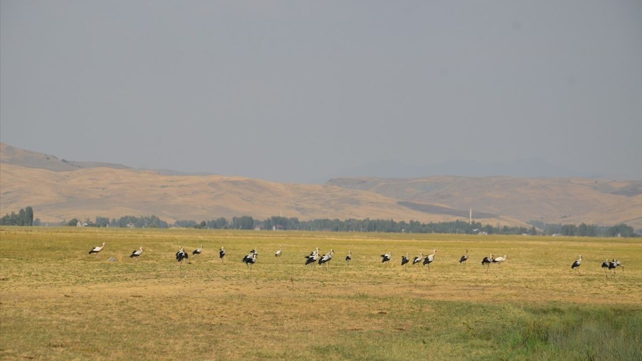 Muş Ovası'nda Leylekler Göçe Hazırlanıyor