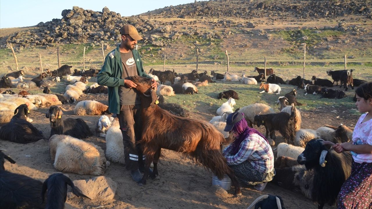 Muş’ta Berivanlar Üç Tekerlekli Motosikletlerle Yaylaya Çıkıyor