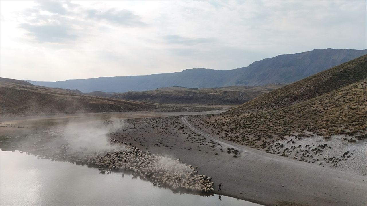 Nemrut Dağı'ndaki Küçükbaş Hayvan Sürüleri Serinlemek İçin Kalp Gölü'ne Gidiyor
