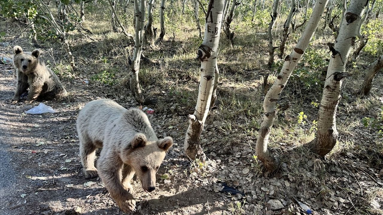 Nemrut Kalderası'nda Tehlike: Ziyaretçiler Bozayılara Yiyecek Verdi