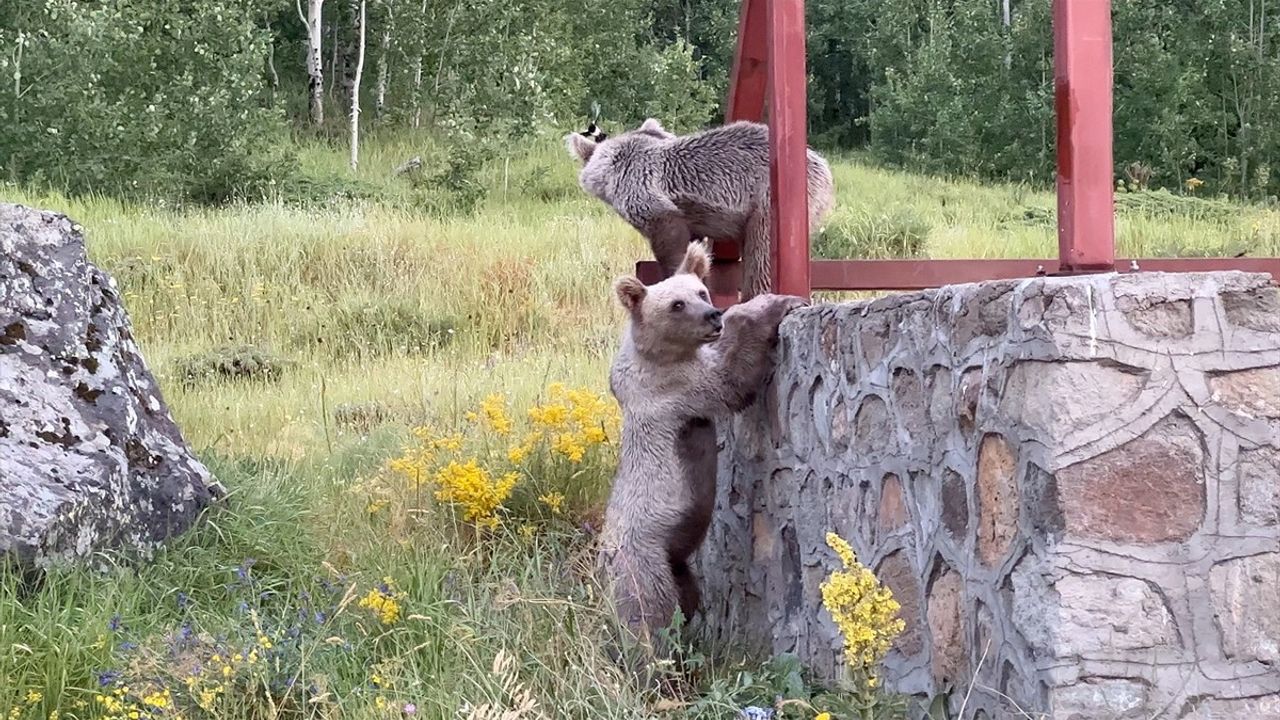 Nemrut Kalderası'ndaki Bozayılar İçin Ziyaretçilere Uyarı