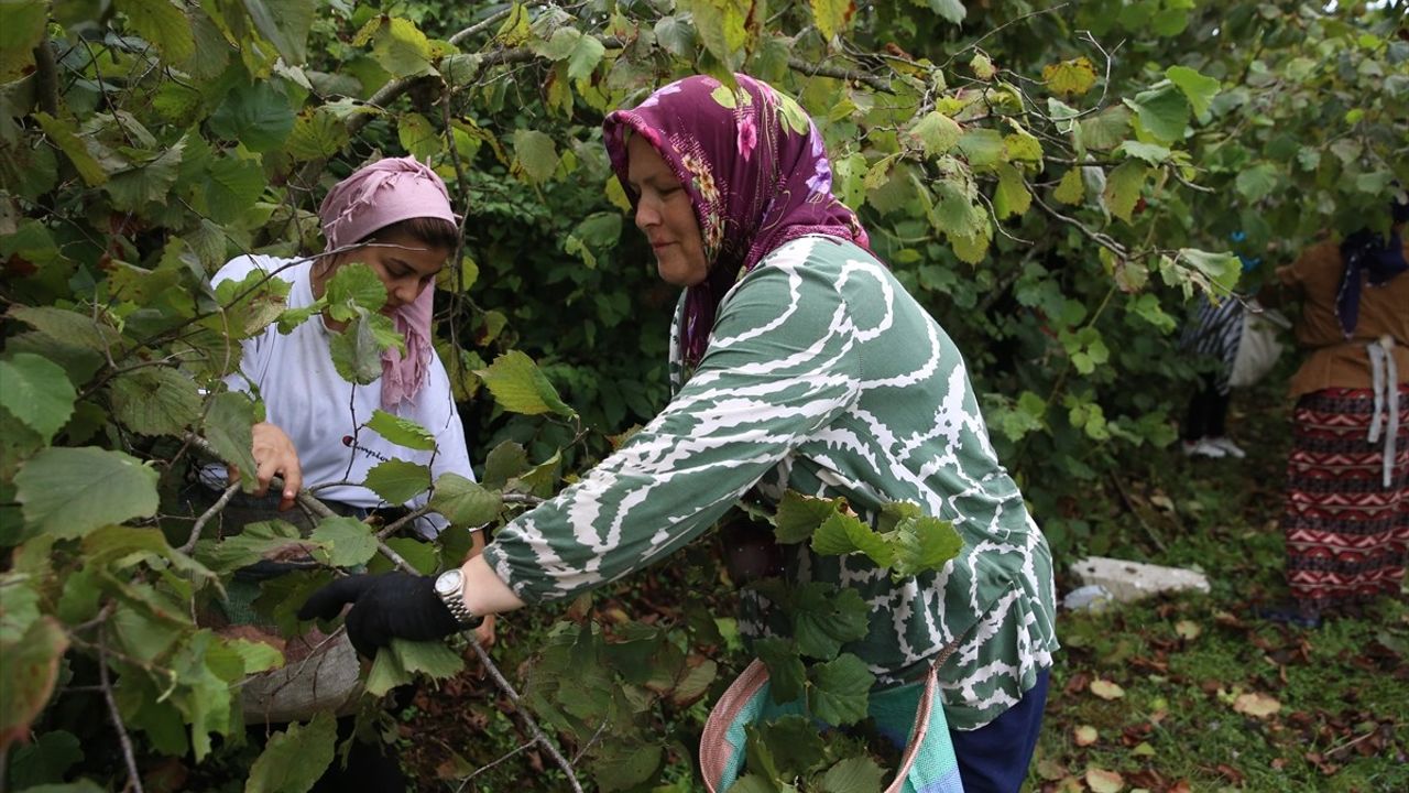 Ordu'da Fındık Hasadı Başladı: Üreticiler Zorlu Şartlarda Bahçelere Girdi