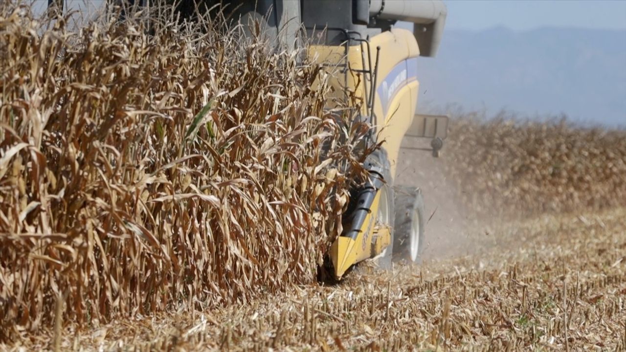 Osmaniye'de mısır hasadı başladı: Rekolte 463 bin ton bekleniyor