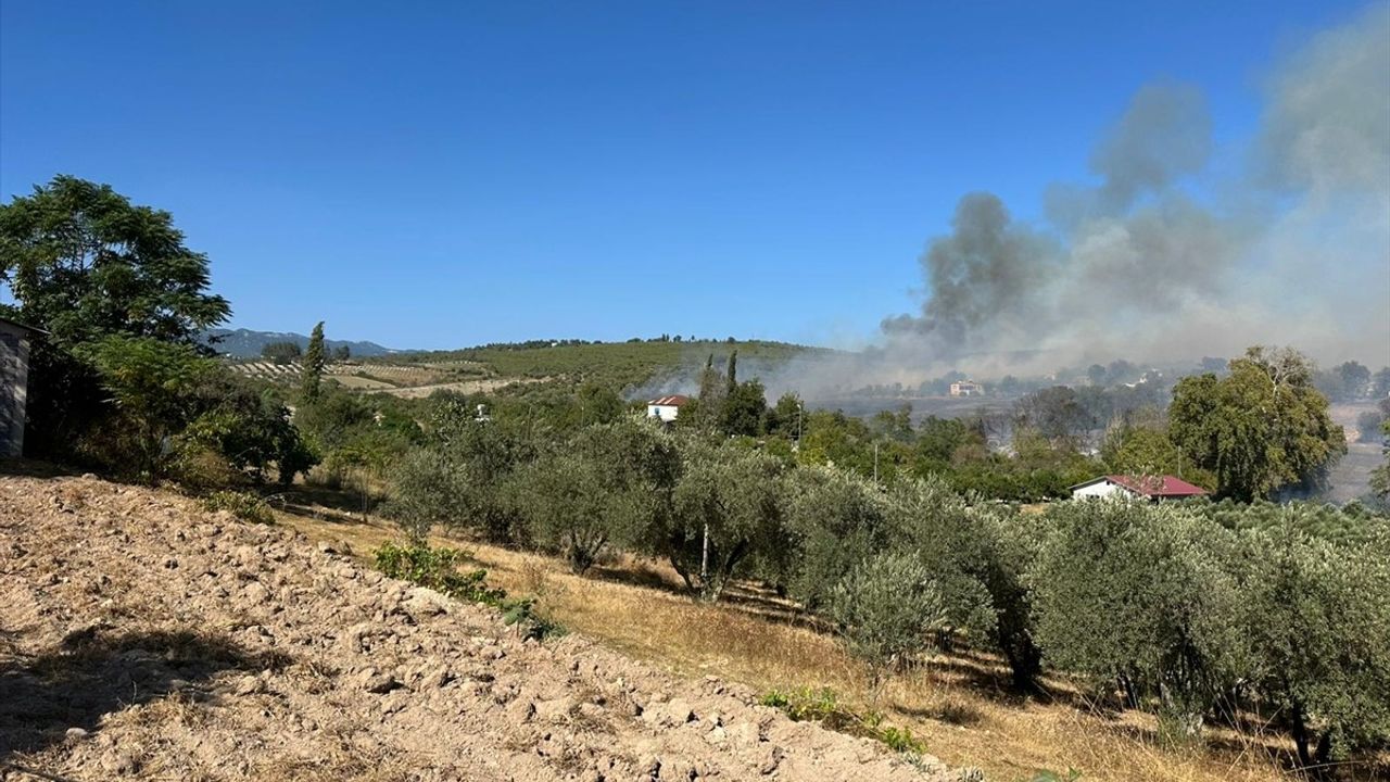 Osmaniye Sumbas'ta tarladan zeytinliğe sıçrayan yangına müdahale