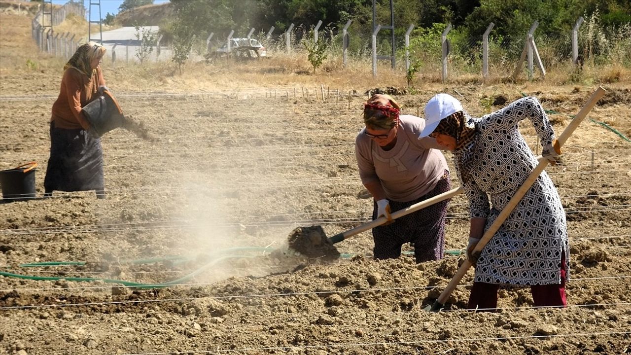 Safranbolu'da AB Tescilli Safran Ekimine Başlandı