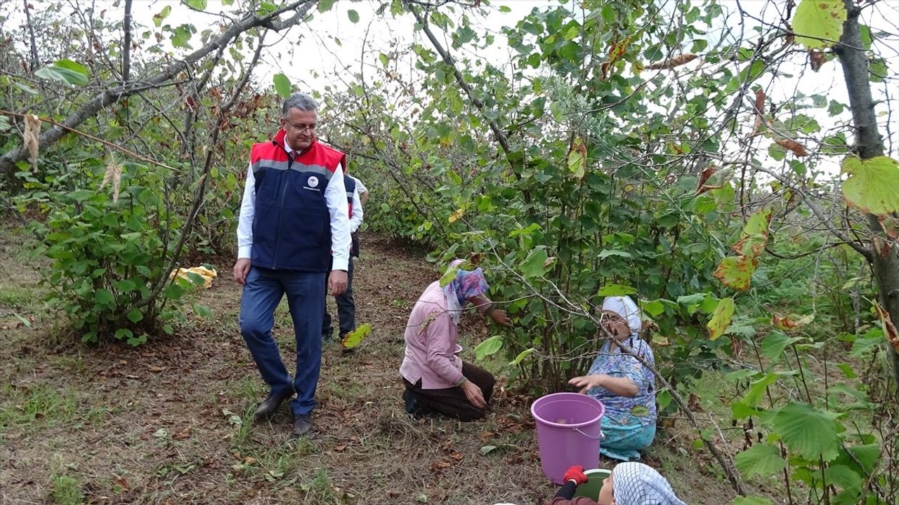 Samsun'da 2025 Fındık Rekoltesi: 91 Bin 500 Ton Bekleniyor