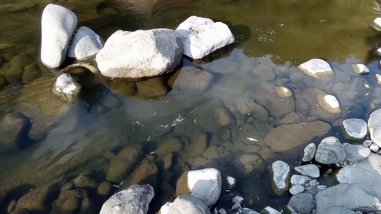 Samsun'da Yeşil deresindeki balık ölümleri: İnceleme başlatıldı