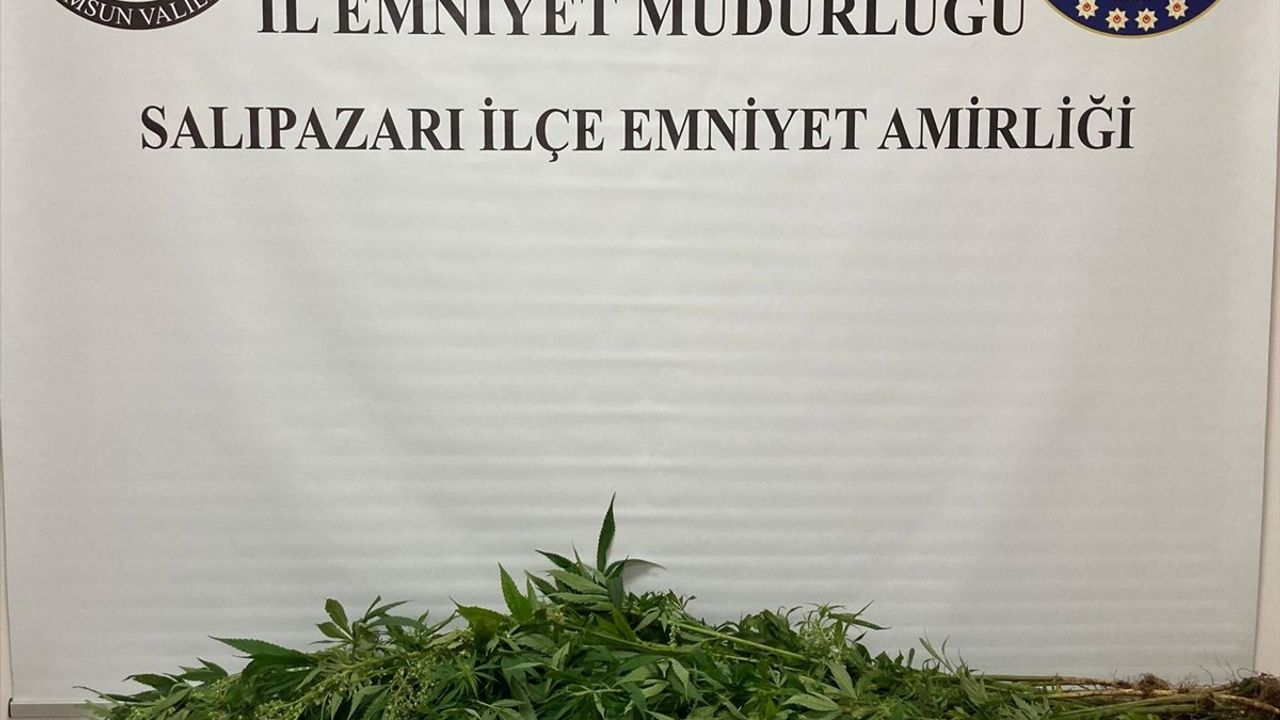 Samsun Salıpazarı'da Uyuşturucu Operasyonu: 75 Kök Hint Keneviri Ele Geçirildi