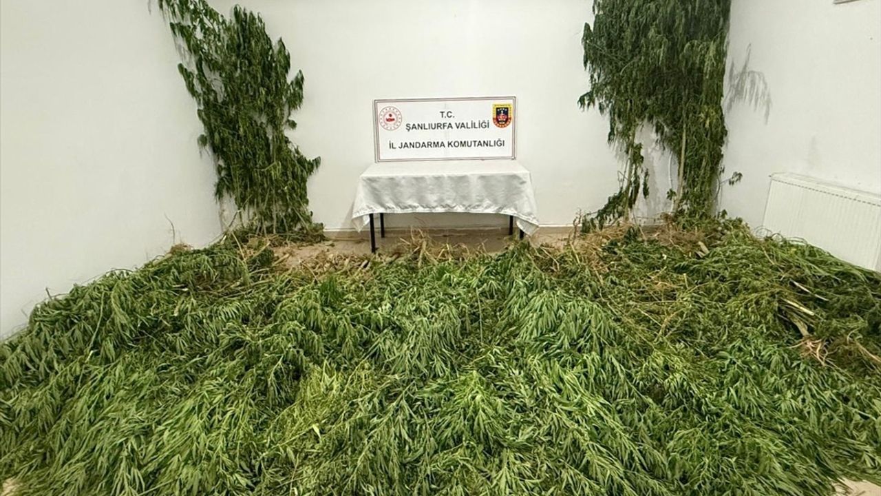 Şanlıurfa Birecik'te Uyuşturucu Operasyonu: 2 kilo 525 gram Esrar ve 555 Kök Kenevir Ele Geçirildi