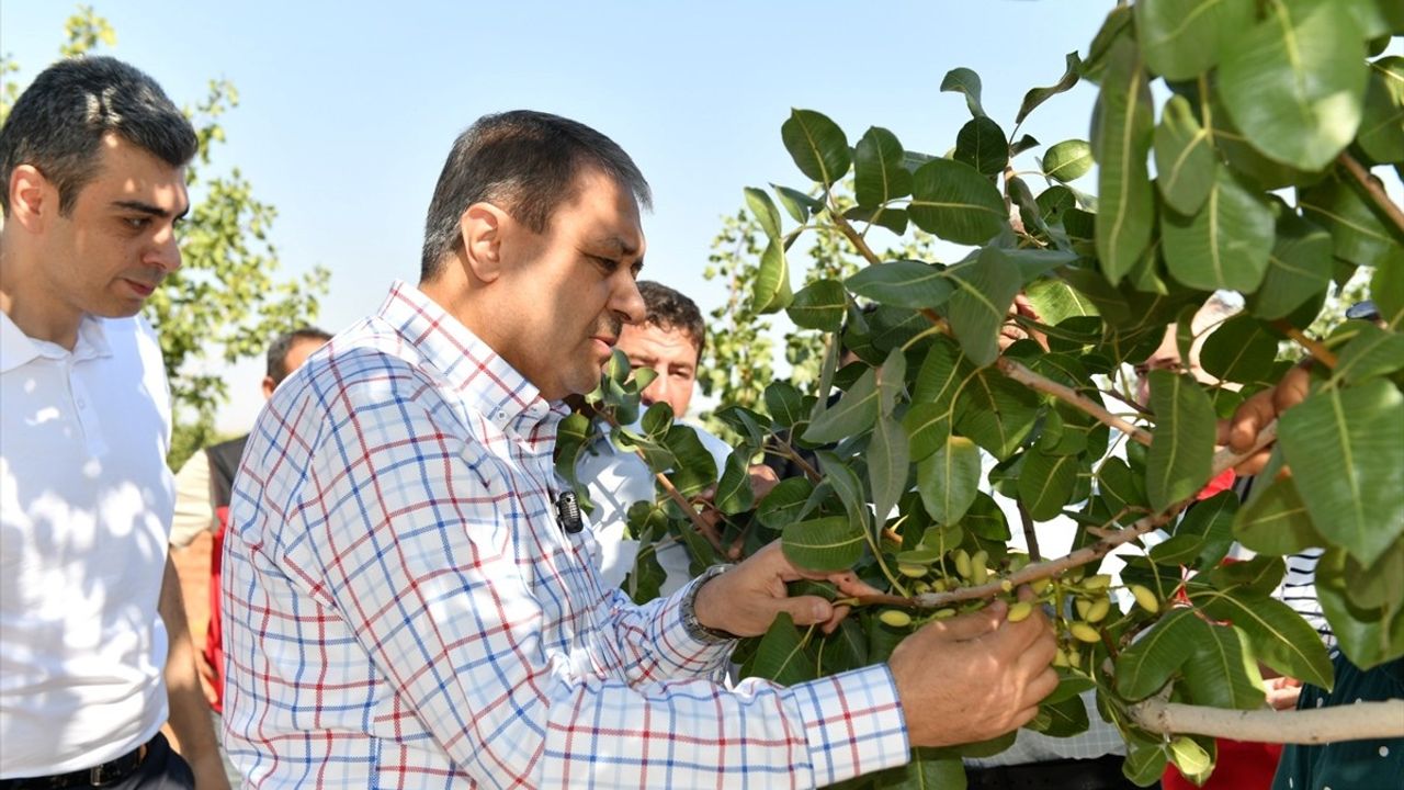 Şanlıurfa Valisi Şıldak, Antep Fıstığı Hasadına Katıldı