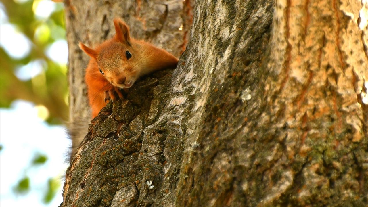 Sarıkamış'ta Yaban Hayvanları: Angutlar ve Kızıl Sincapların Görüntüleri