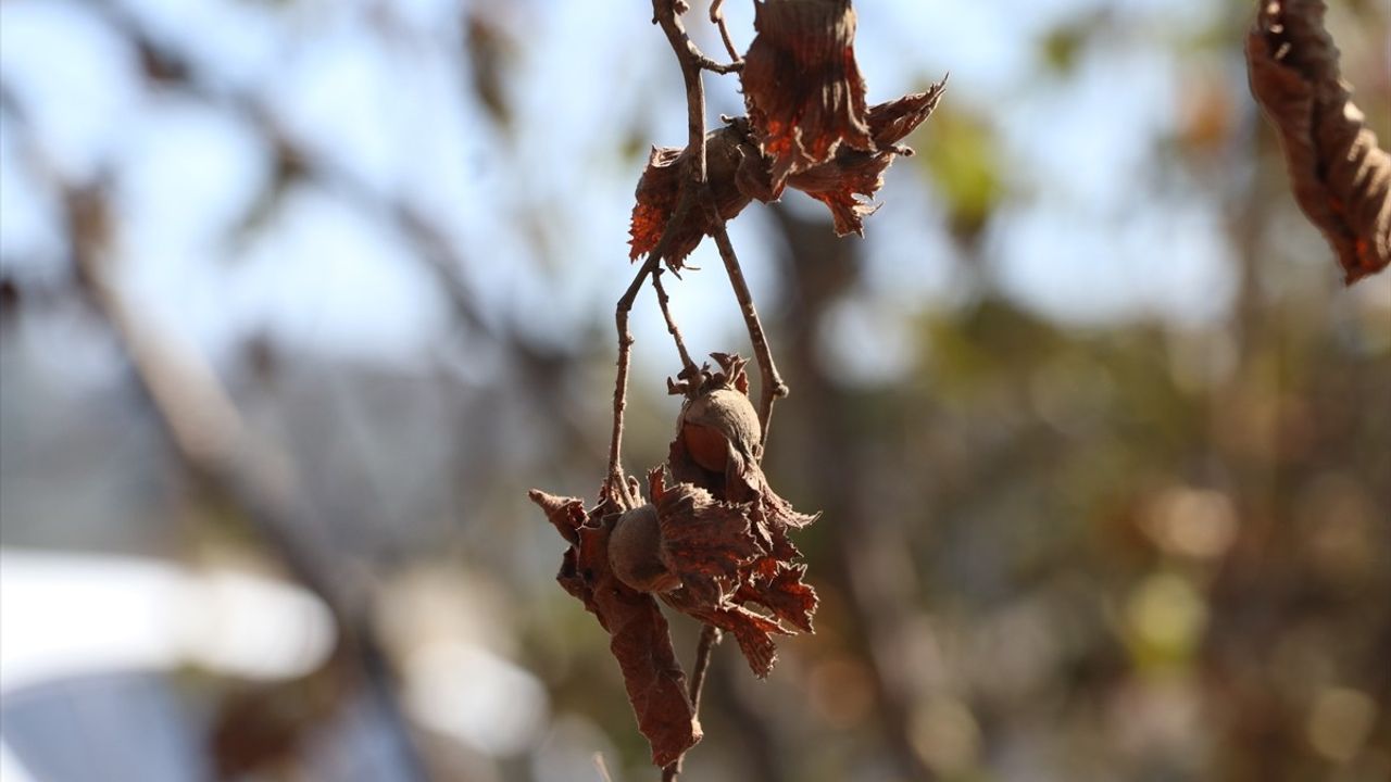 Şemsi Bayraktar: Sakarya'da Kuraklık Fındık Verimini Tehdit Ediyor — Sulama Yatırıma Acil
