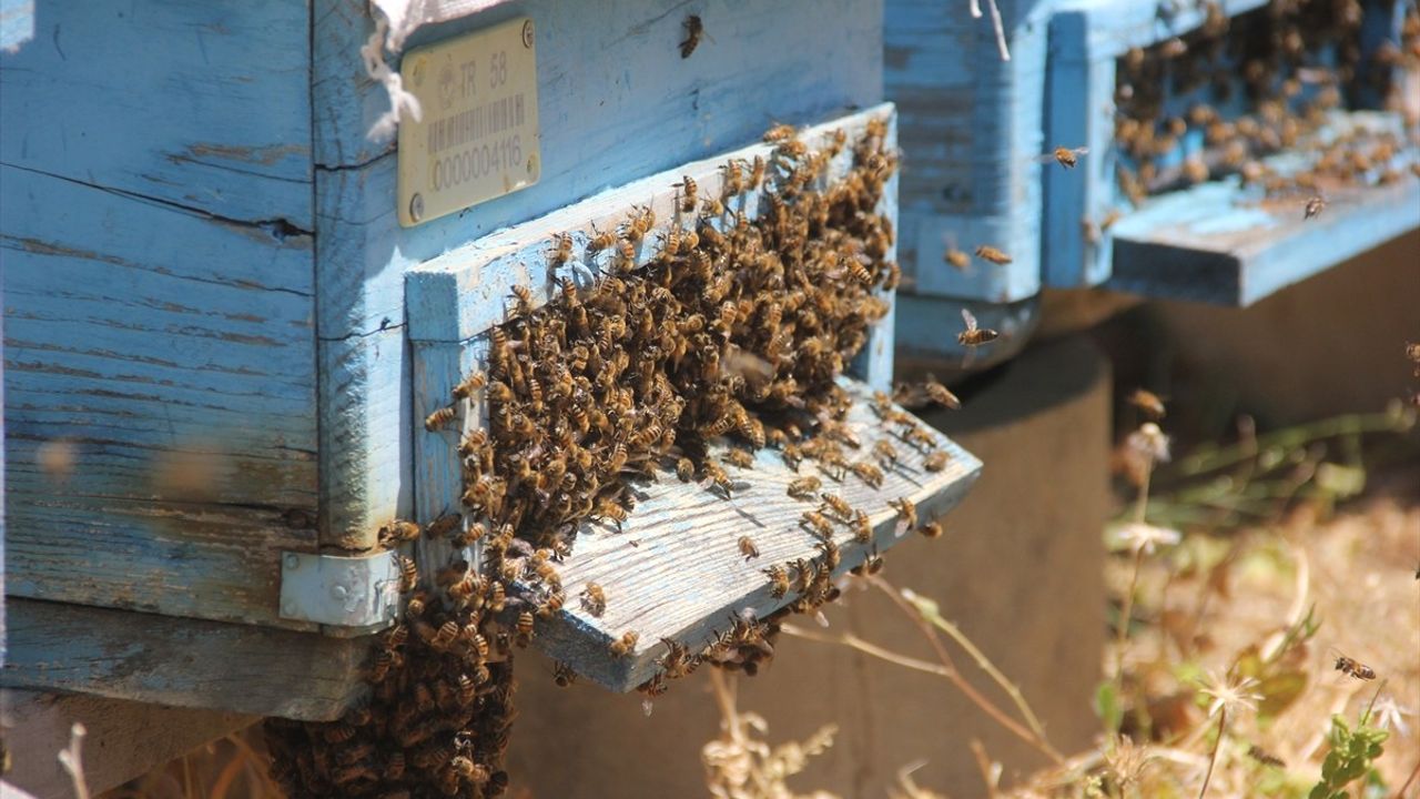 Sıcak Hava Erken Hasadı Kolaylaştırdı: Zara'da Tescilli Bal Üretimi Artıyor