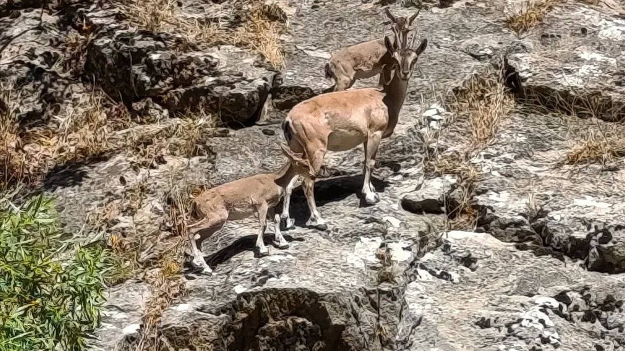 Siirt'te Dağ Keçileri Piknik Alanında Görüntülendi