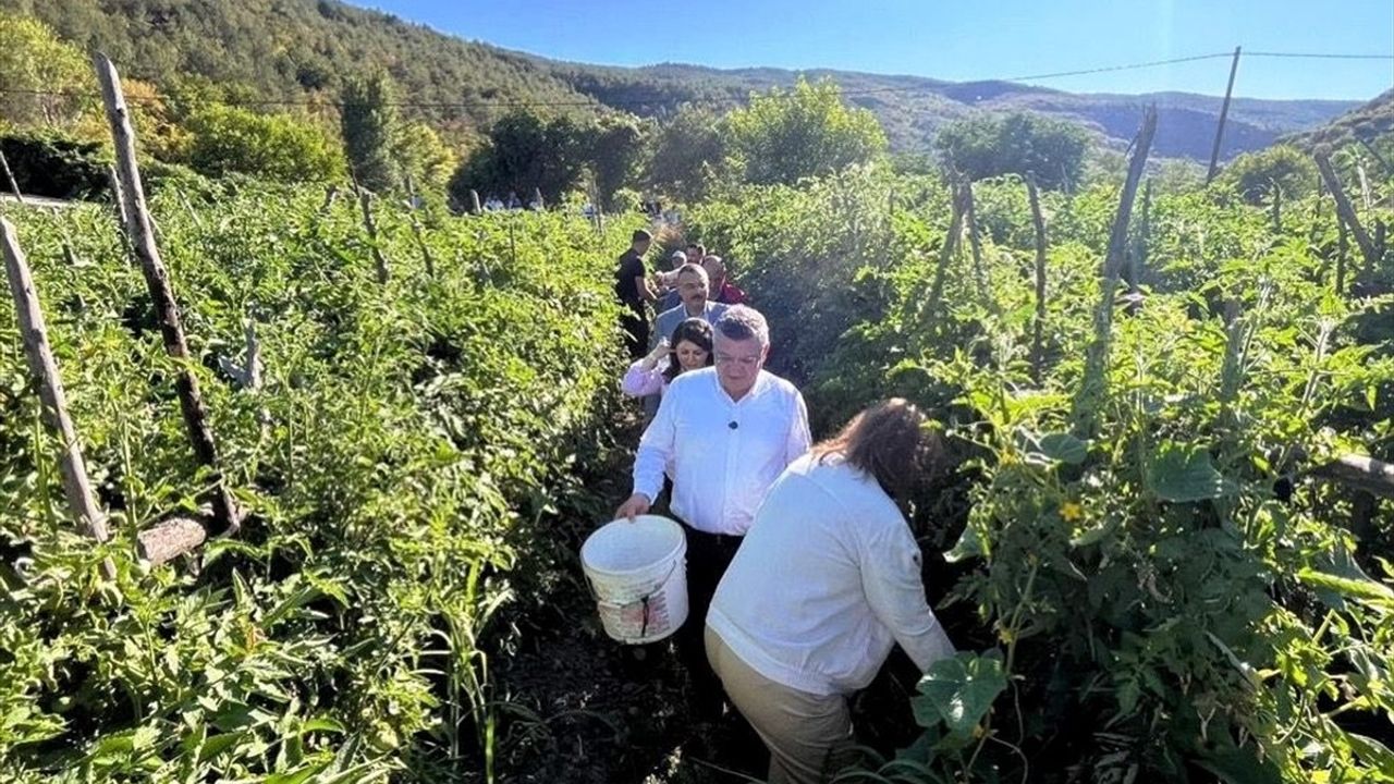 Sinop'ta Coğrafi İşaretli Boyabat Gazidere Domatesinin Hasadı Başladı