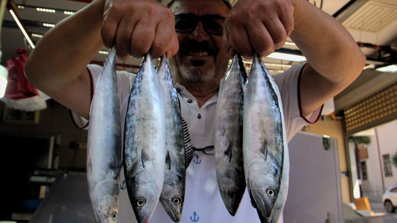 Sinop'ta palamut tezgahta 350 TL'ye satılıyor