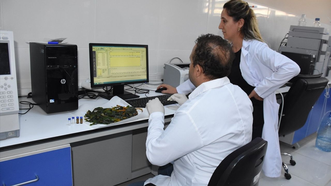 Şırnak Üniversitesi’nden Alzheimer ve Diyabet İçin Umut Veren Bitki Araştırması